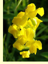 Чина луговая (Lathyrus pratensis L.) Чина луговая (Lathyrus pratensis L.)